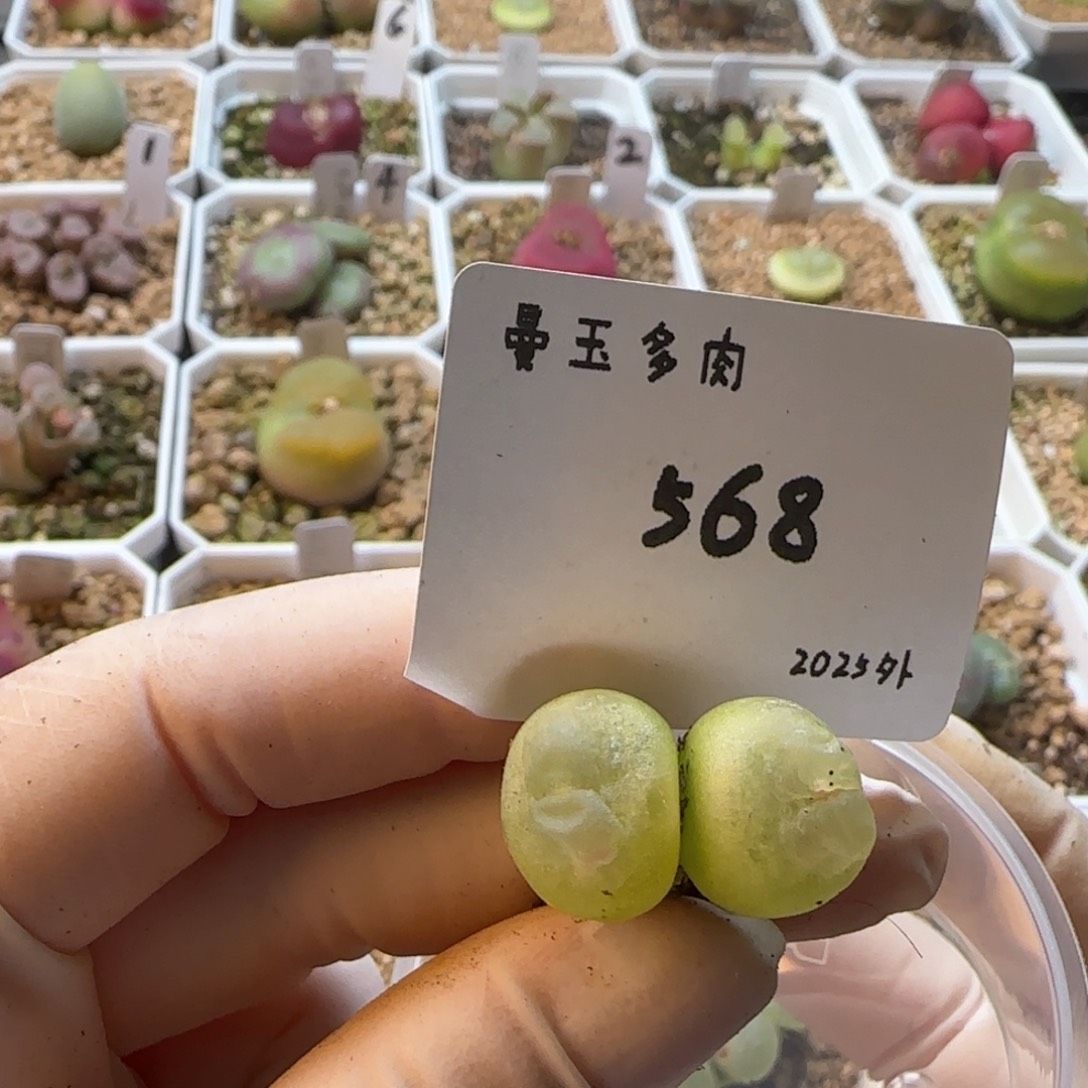 好****哦多肉多肉多肉2025-568