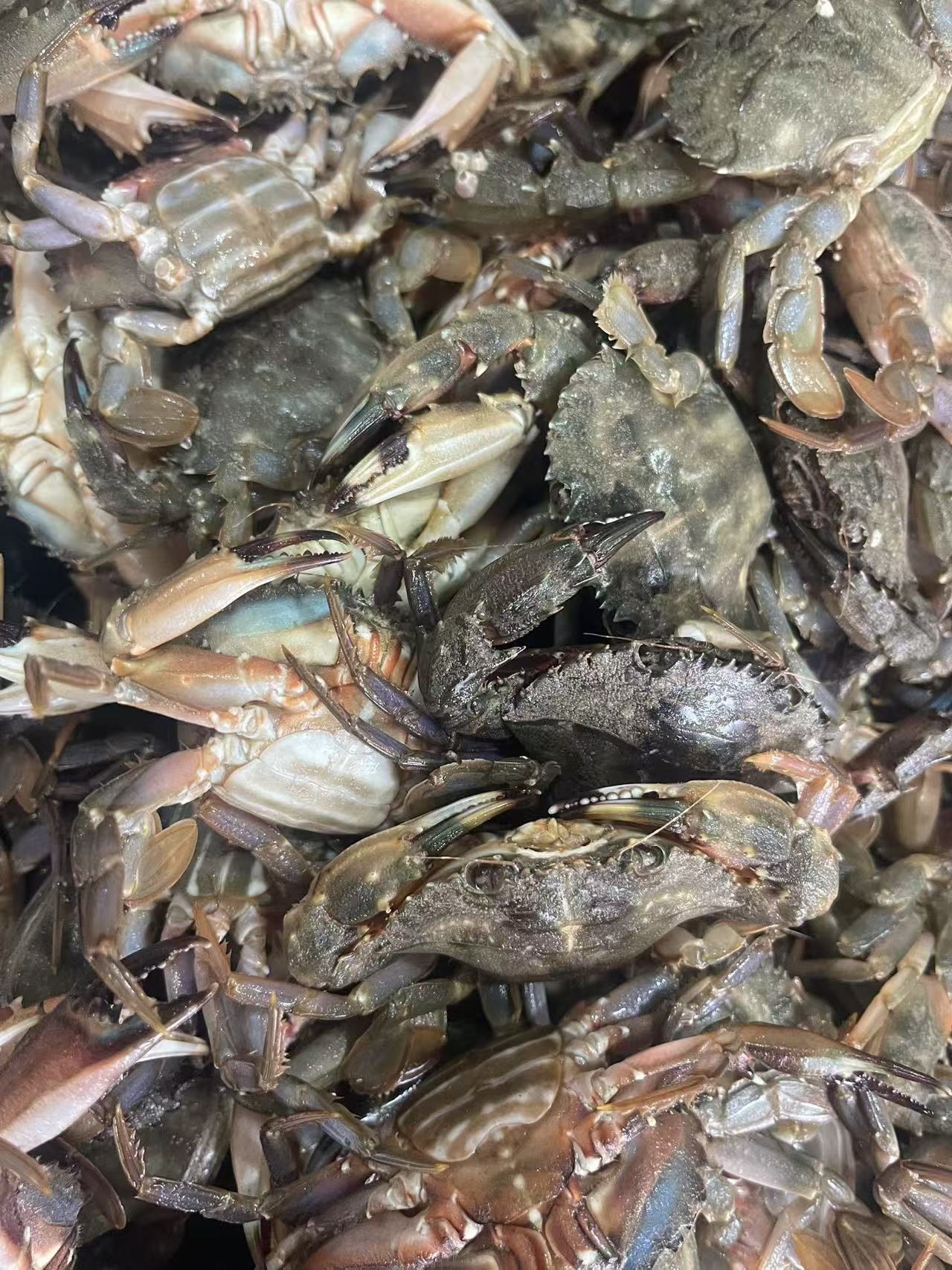 丹东东港当日海捕花盖蟹[保鲜不保活]