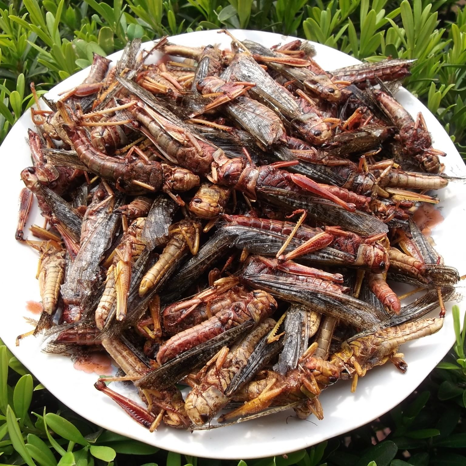 全母去翅蚂蚱，冷冻发货