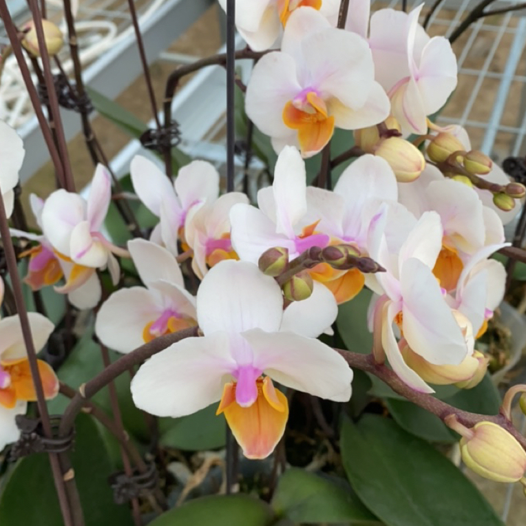 蝴蝶兰【豆蔻年华】 白花橙心 单双混发3.0寸杯 基地直发 
