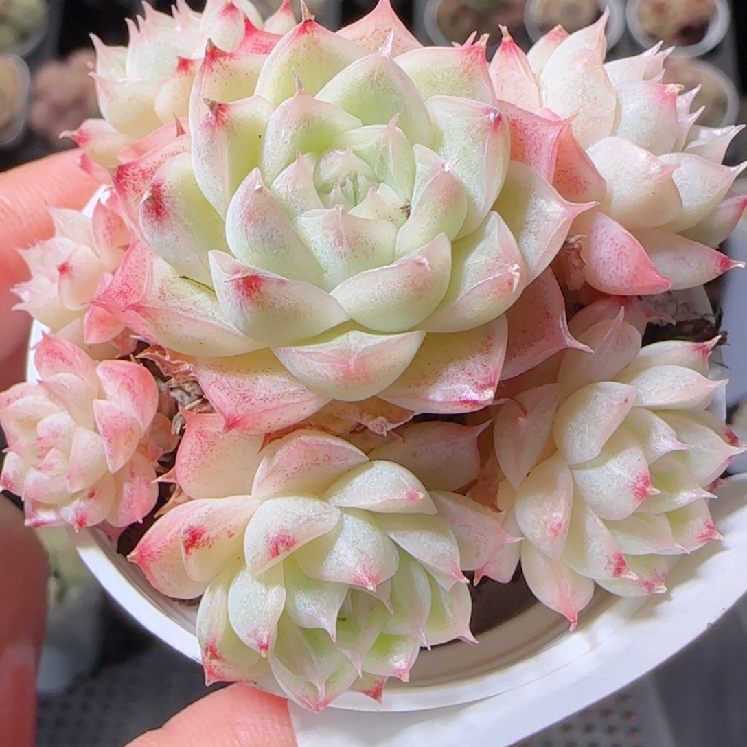 7***姐花语多肉1223-60散