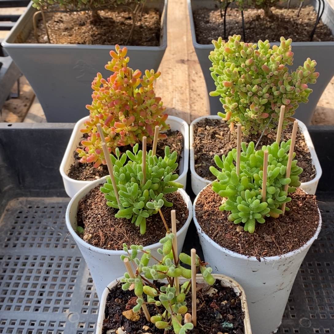 枝干番杏多肉植物740