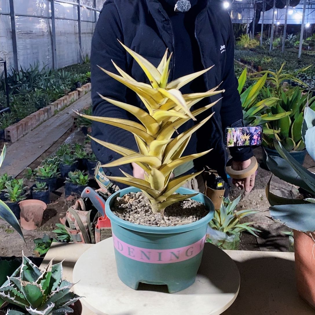 威力虎皮兰全锦（有点小瑕疵）