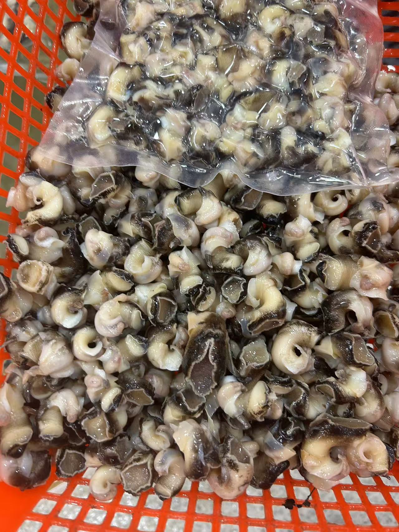 现挖海螺肉 螺肉 厦门发货 顺丰 1500g
