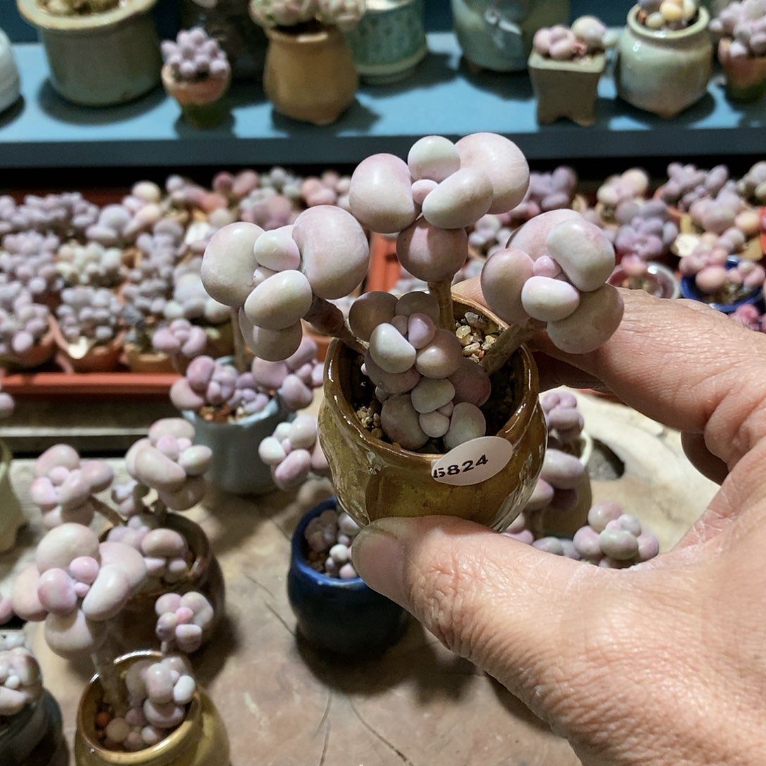 5824腰子桃蛋22带盆