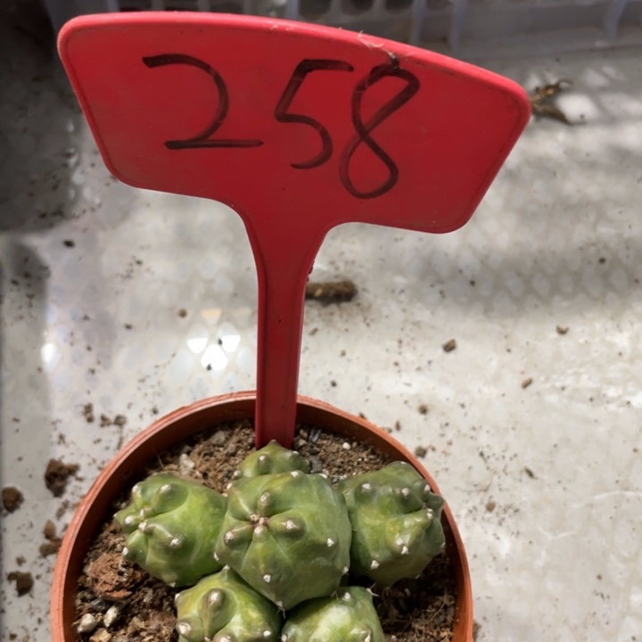 橙桃新品多头一物一拍258