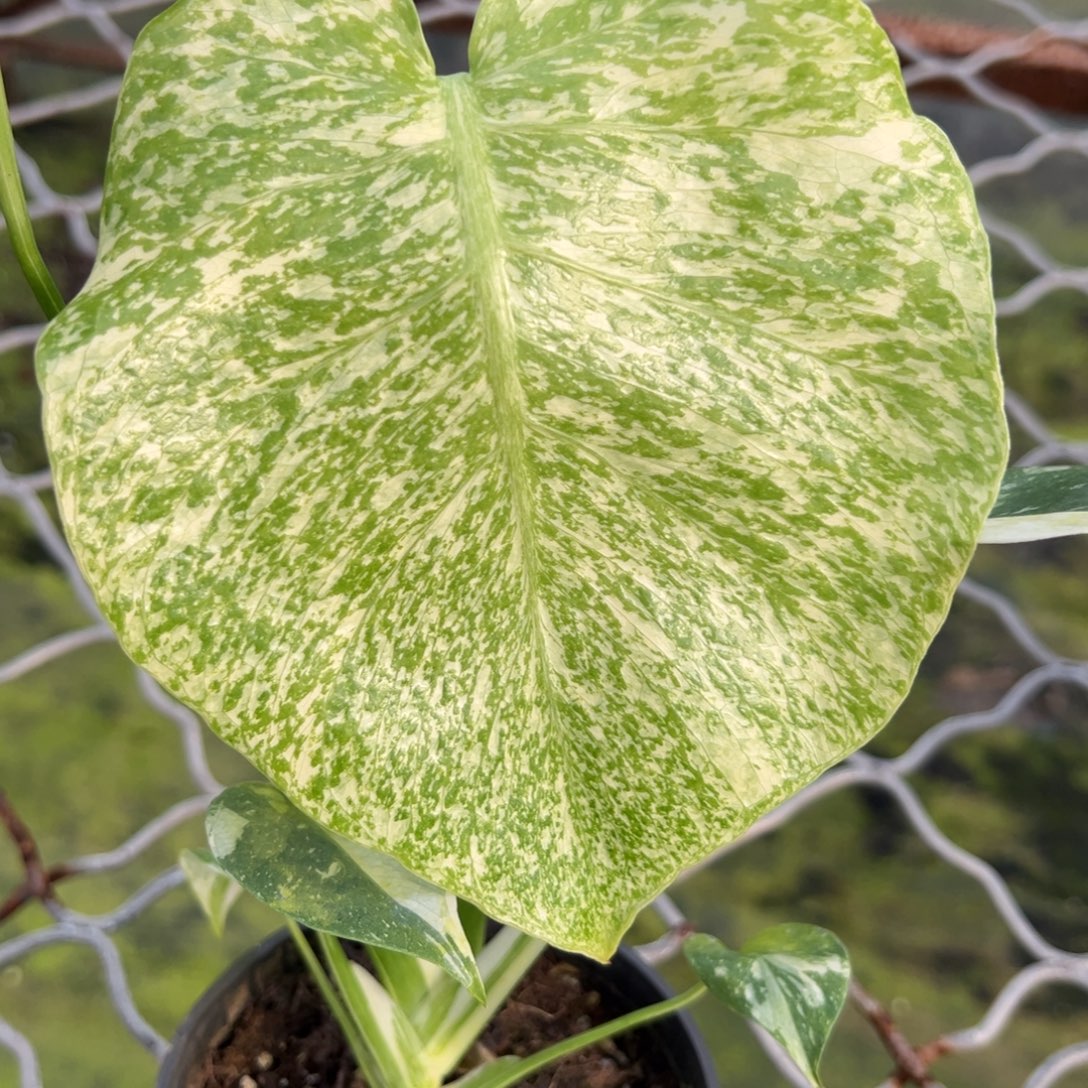 夏***哦完全开放9518洒金龟背竹