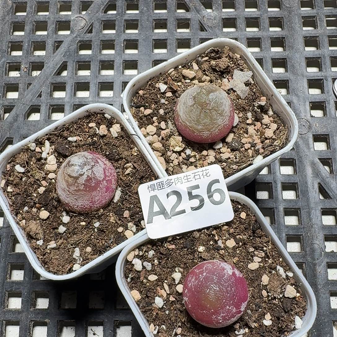 256 多肉植物多肉植物