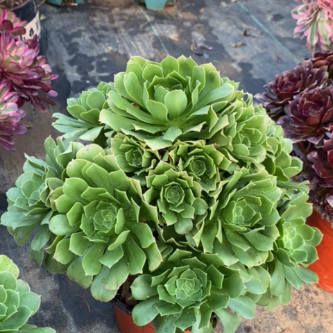 绿羊绒多肉植物018