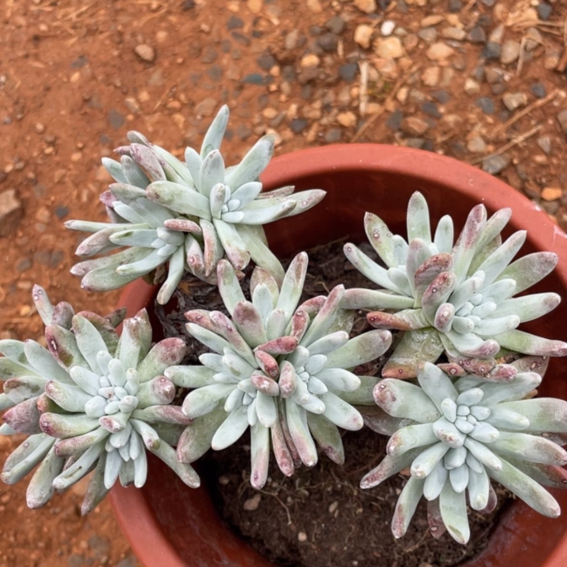 【闪购商品】白姆老庄