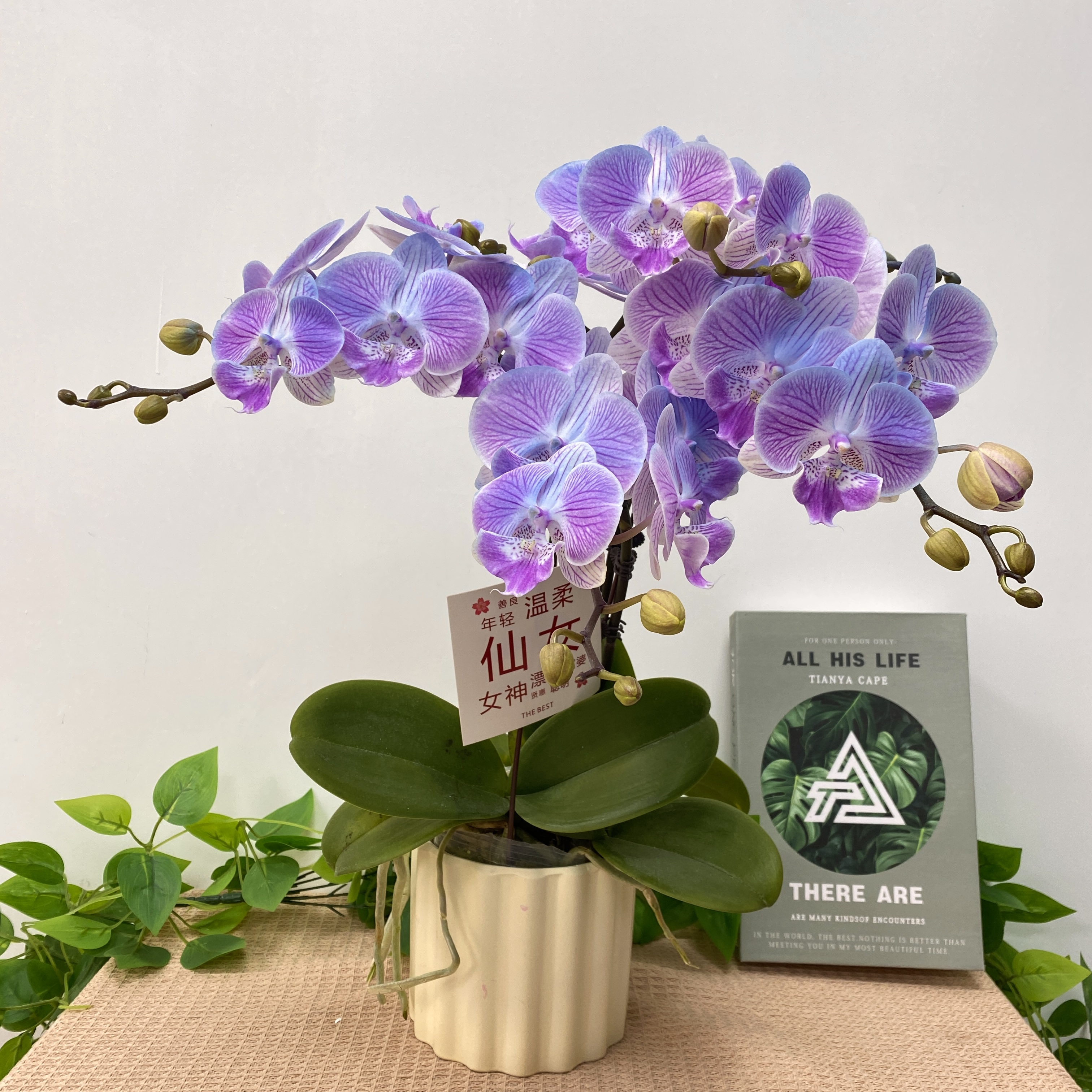  蝴蝶兰【美人鱼】蓝色系花型 特殊工艺 植物上色 观赏花 蝴蝶兰 