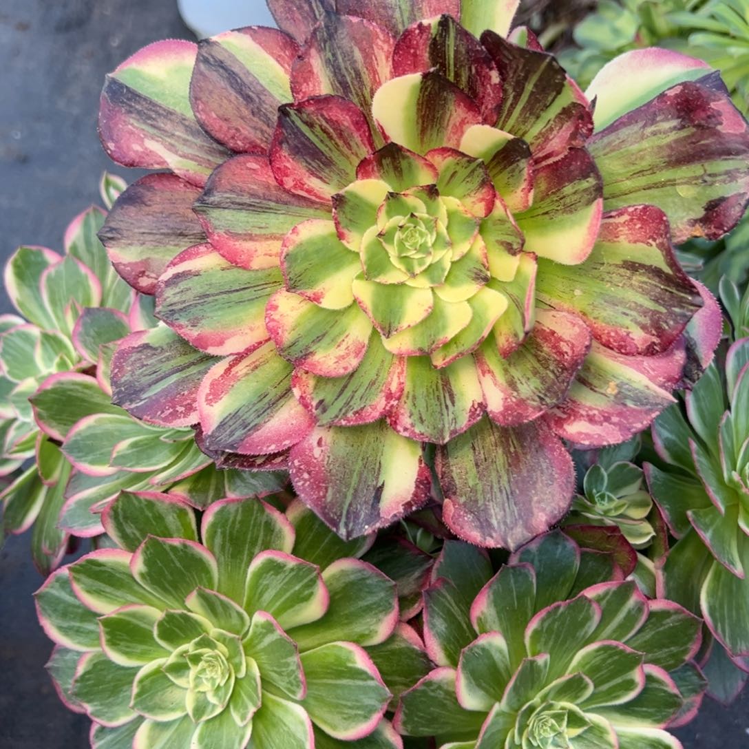 328伯爵无根夺魄嘻嘻嘻