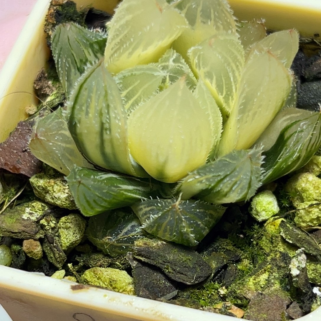 十二卷多肉植物1727毛玉露糊斑