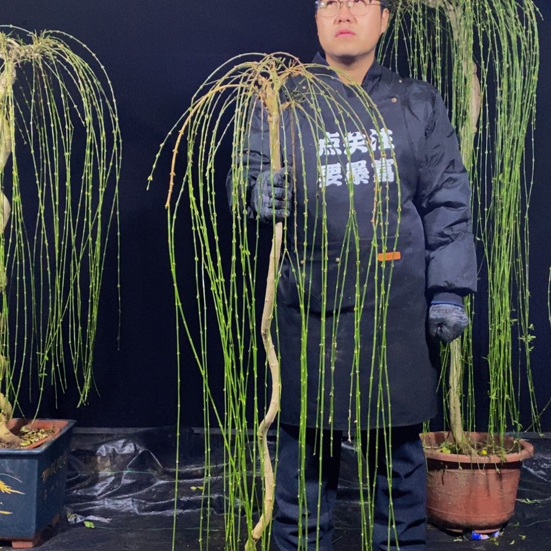 三台迎春，一物一拍，