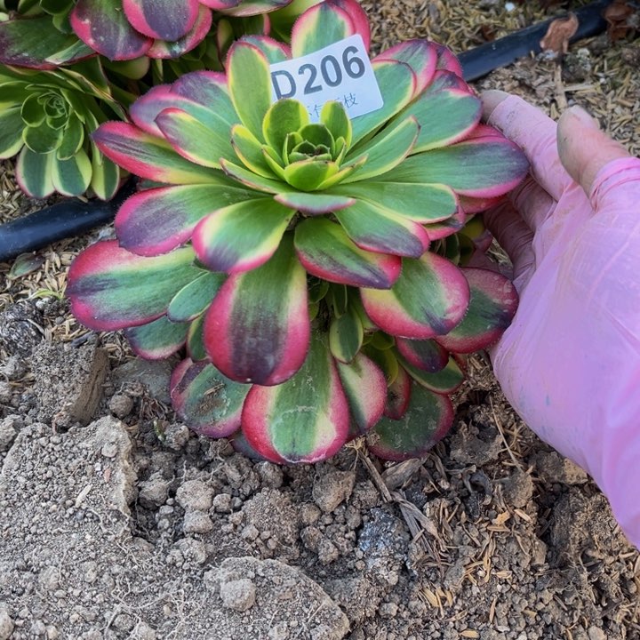 206奶白量多肉法师不包断枝