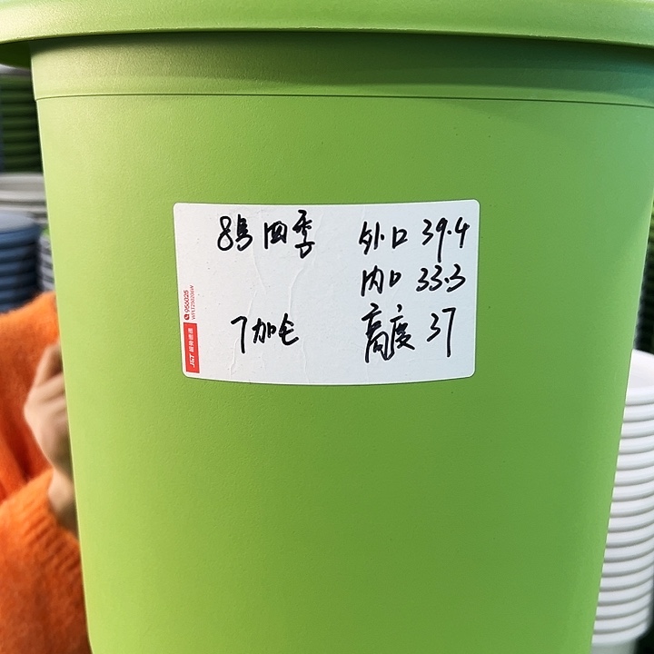 特价8号四季口39高37果绿色3个无托