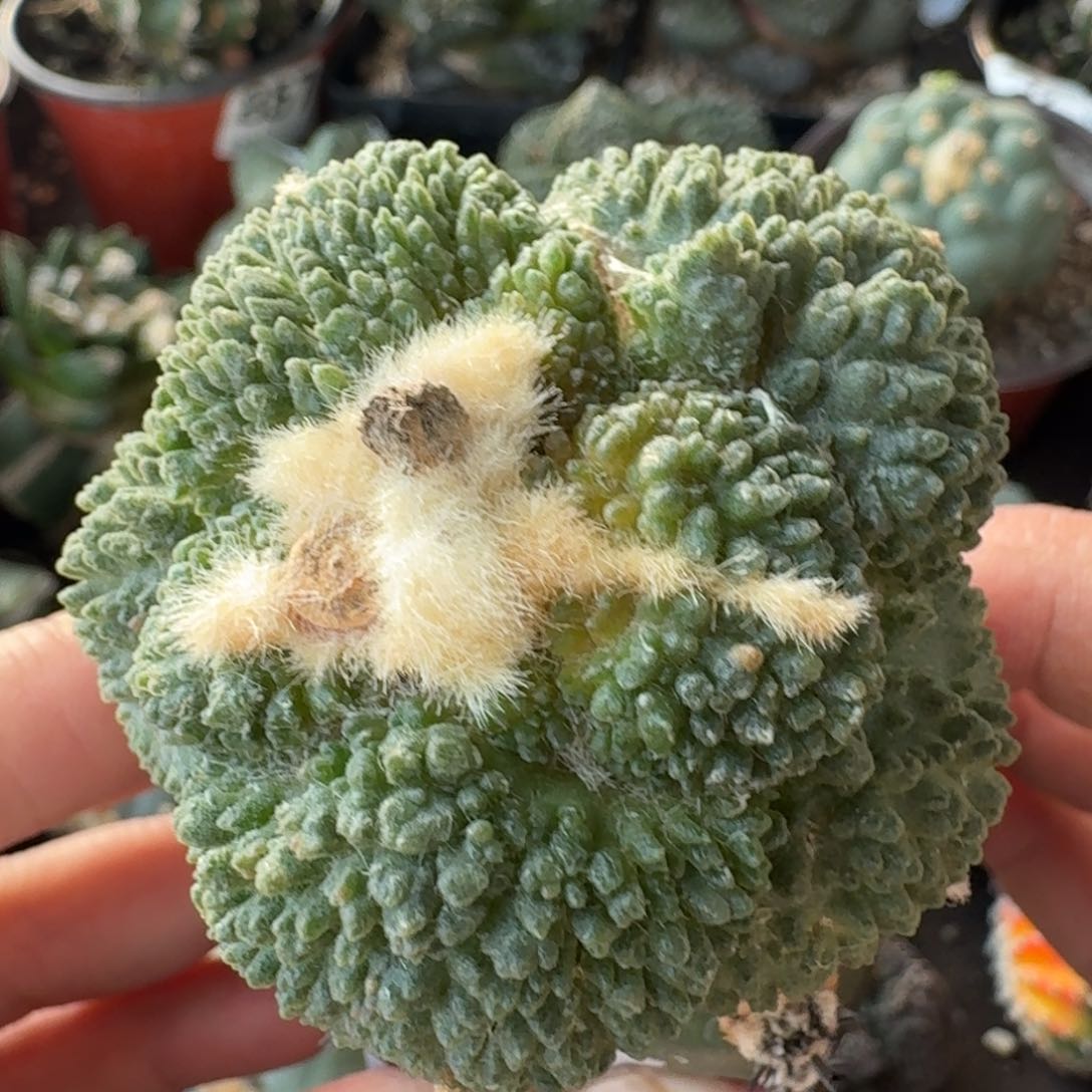 【闪购商品】苗接大尤哥斯拉849