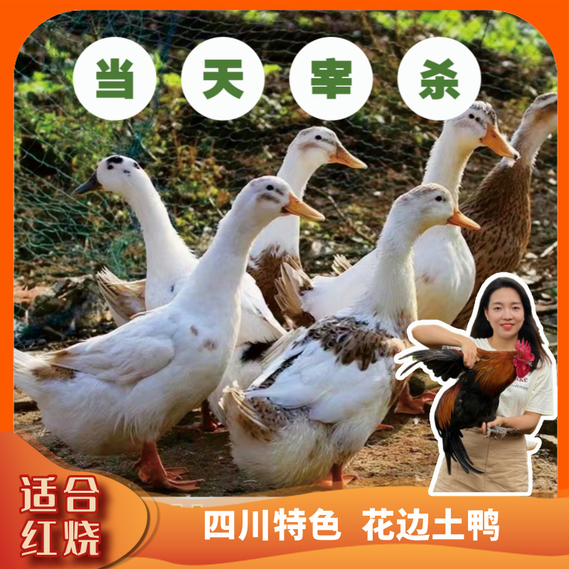 【花边土鸭】农户散养一年左右 红烧白切啤酒鸭顺丰包邮约4斤