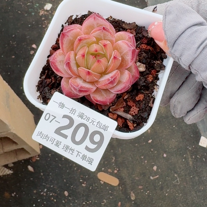 黑武士多肉植物多肉植物