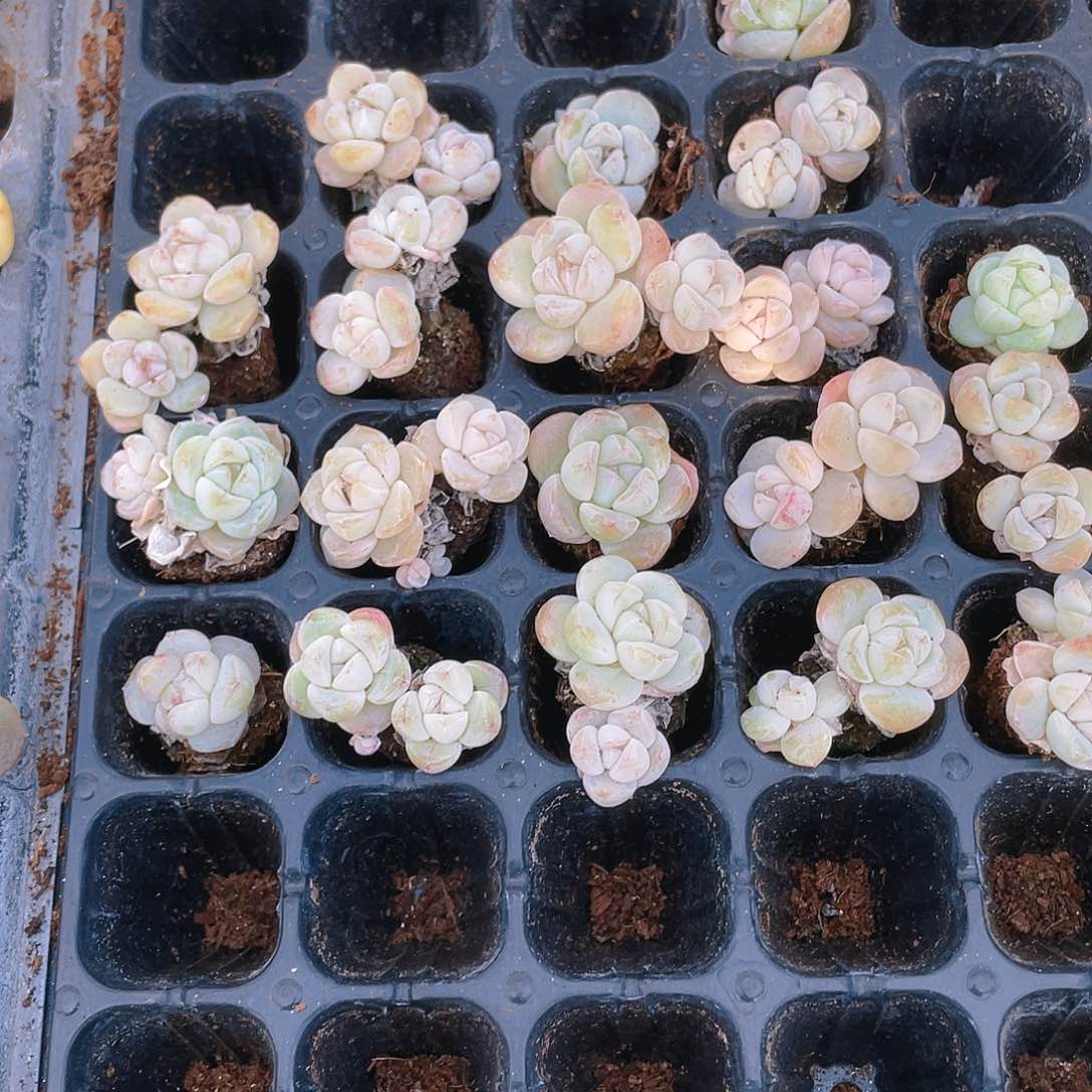 玉蝴蝶穴一个满25包邮