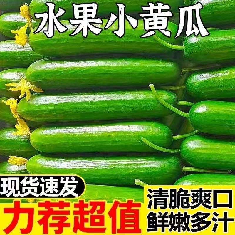 山东新鲜无刺水果小黄瓜现摘现发即食生吃清脆爽口低卡营养包邮
