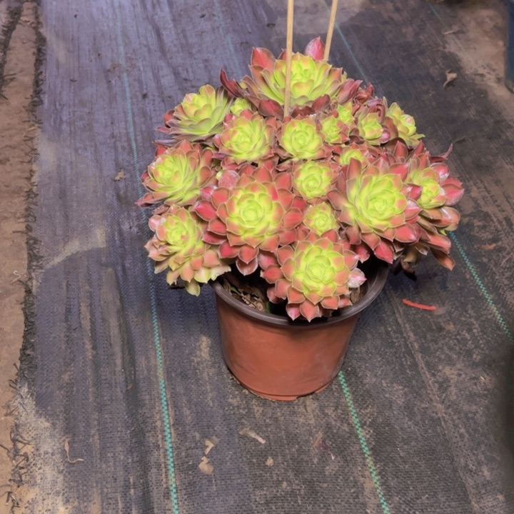 115多肉多肉多肉多肉多肉