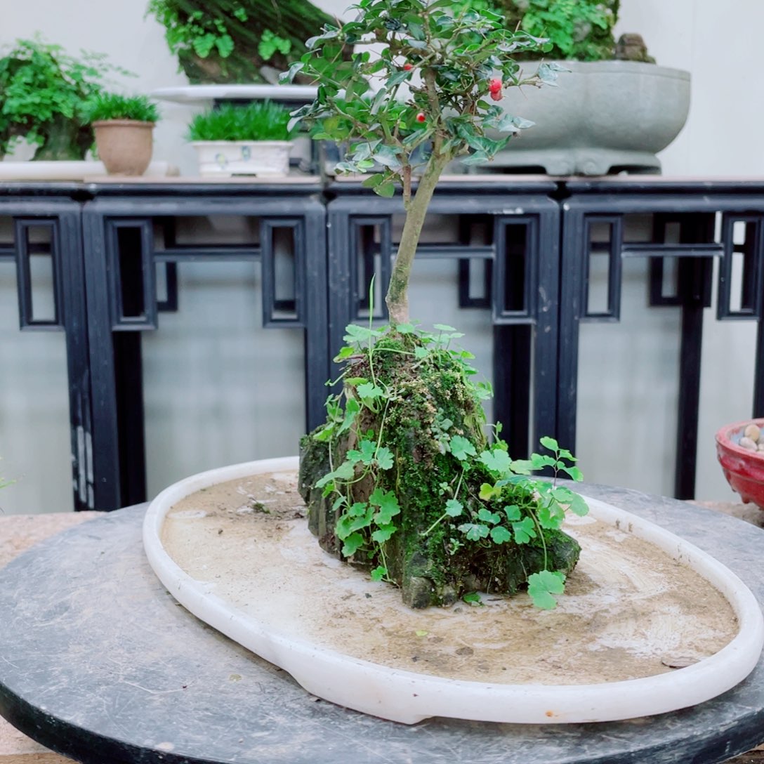 无铅玻璃会****?铁线蕨铁线蕨铁线蕨