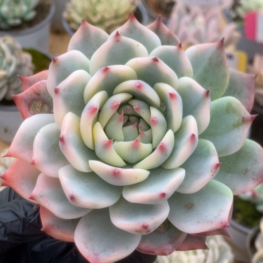 343吉娃娃锦锦锦锦锦