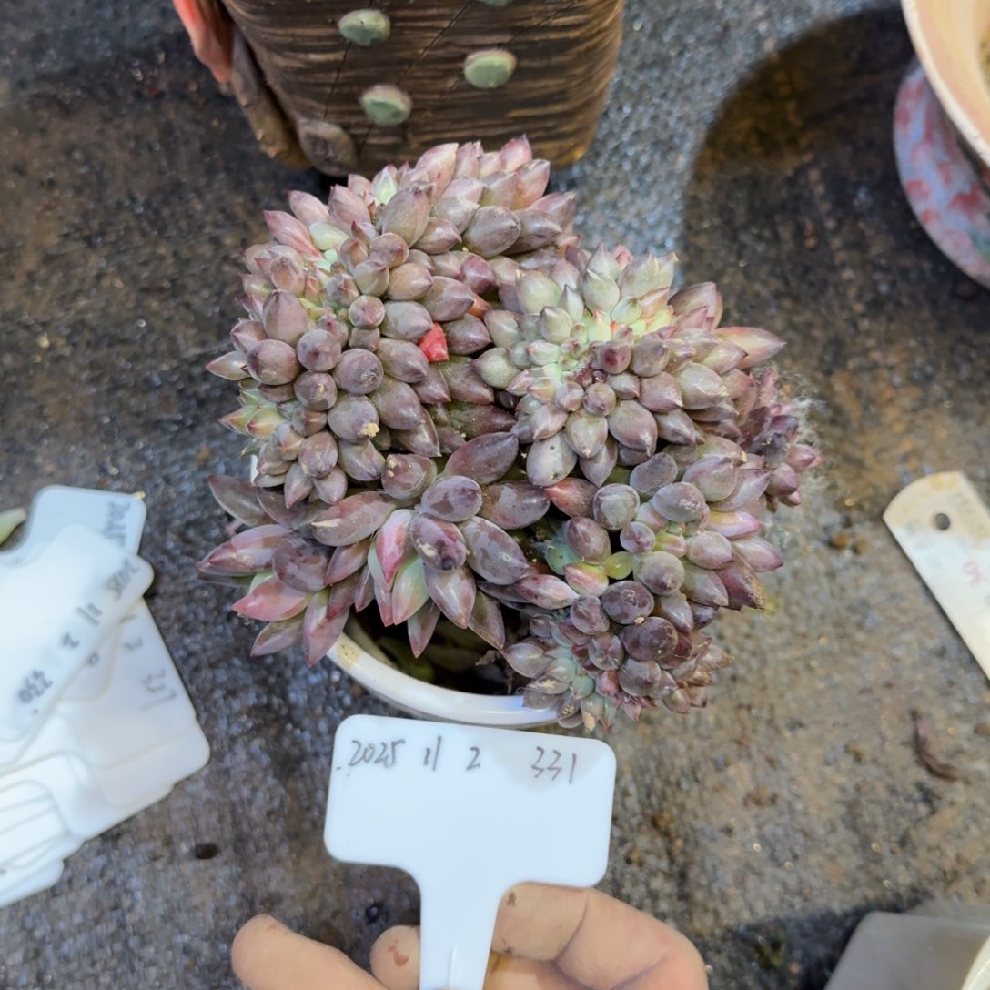 一物一拍胖体虞美人缀化331