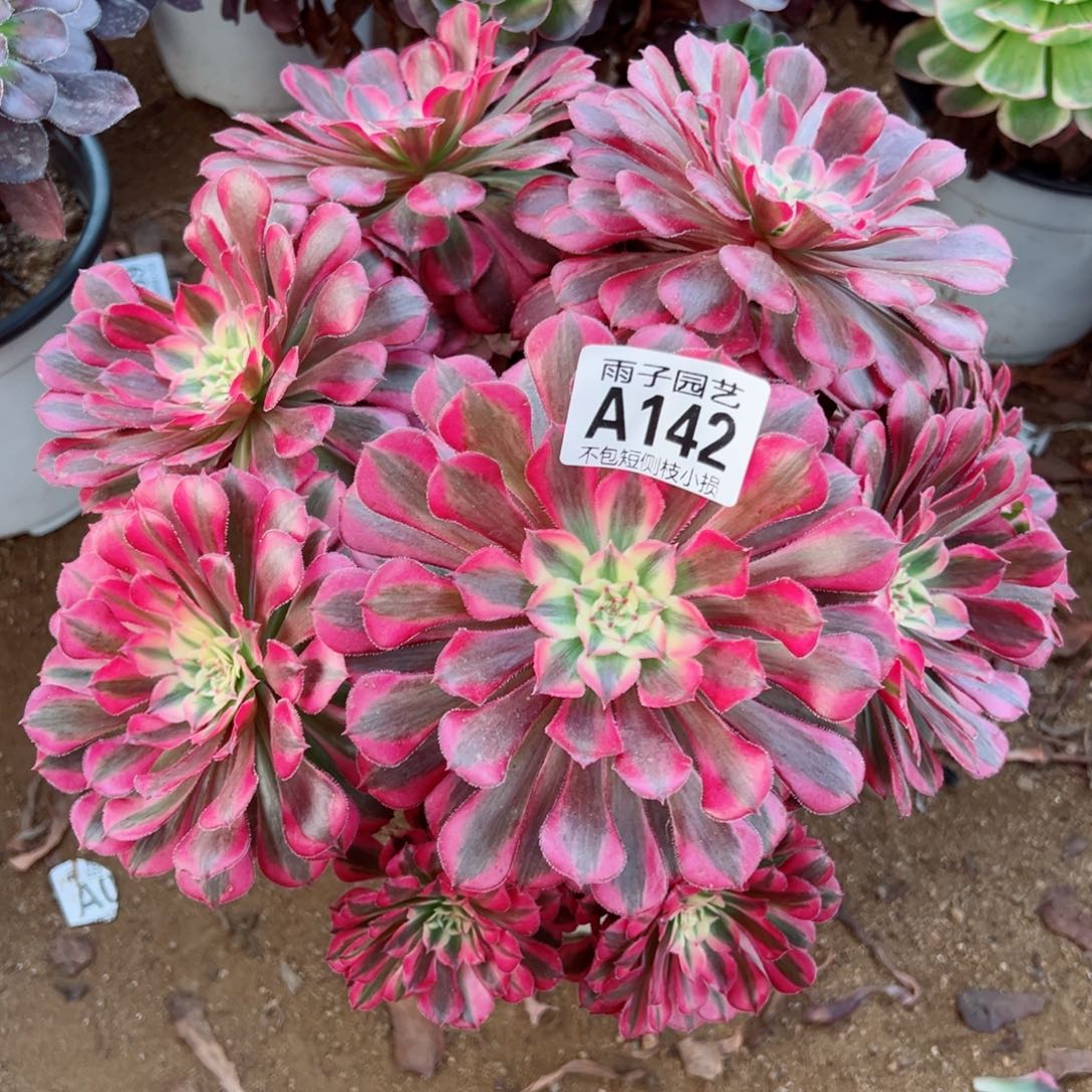 142红彤白尺寸25左右