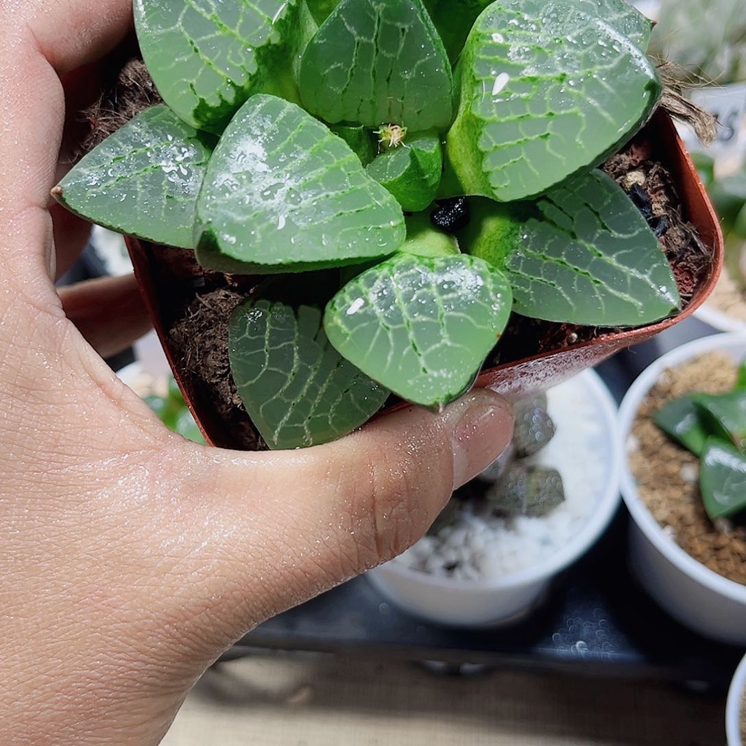 根弱水晶克母本新手好养