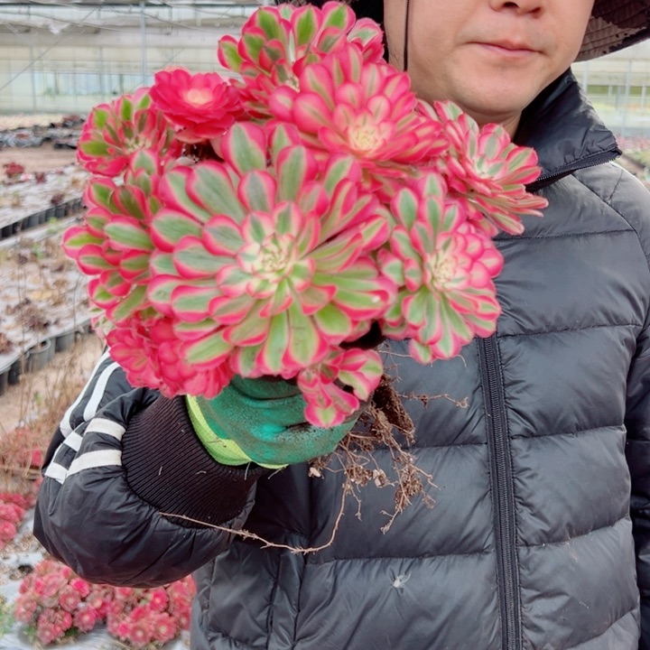 小颗粉铜棚里多肉法师