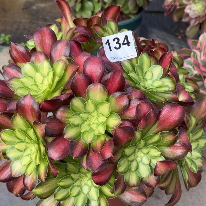 134韶华朵朵28厘米左右有断枝