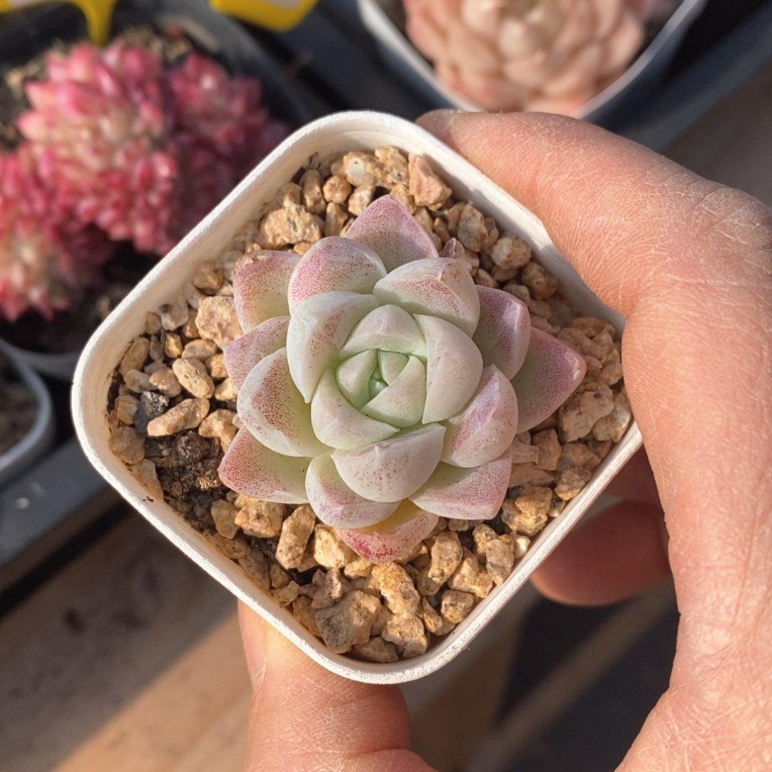 精品多肉一物一拍不包整42