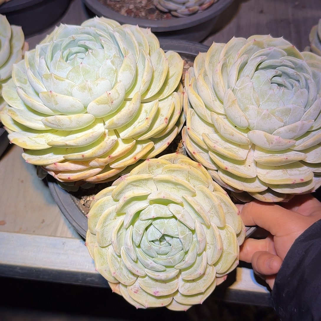 劳林整无砍老桩多肉