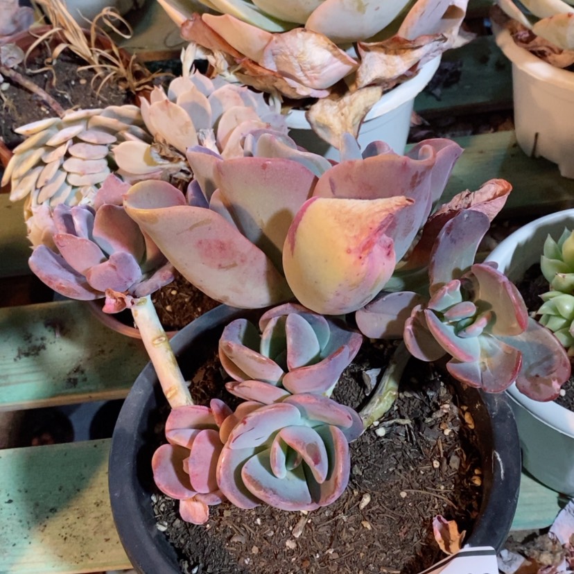 【闪购商品】疯狂锦07182