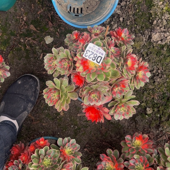 黑魔锦花25-26包邮花花