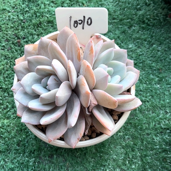 双头奶茶10010号码牌子的话