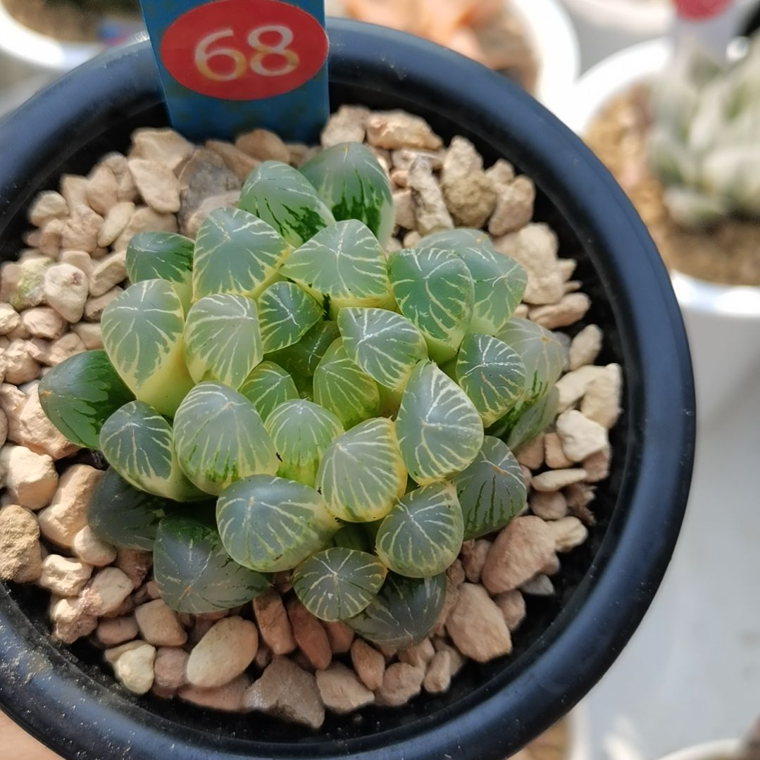 68号实生玉露锦糊斑一物一拍带盆土发货