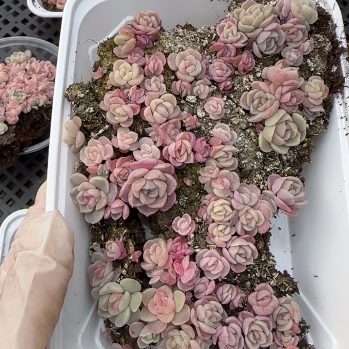 12王者系列种播苗一盒