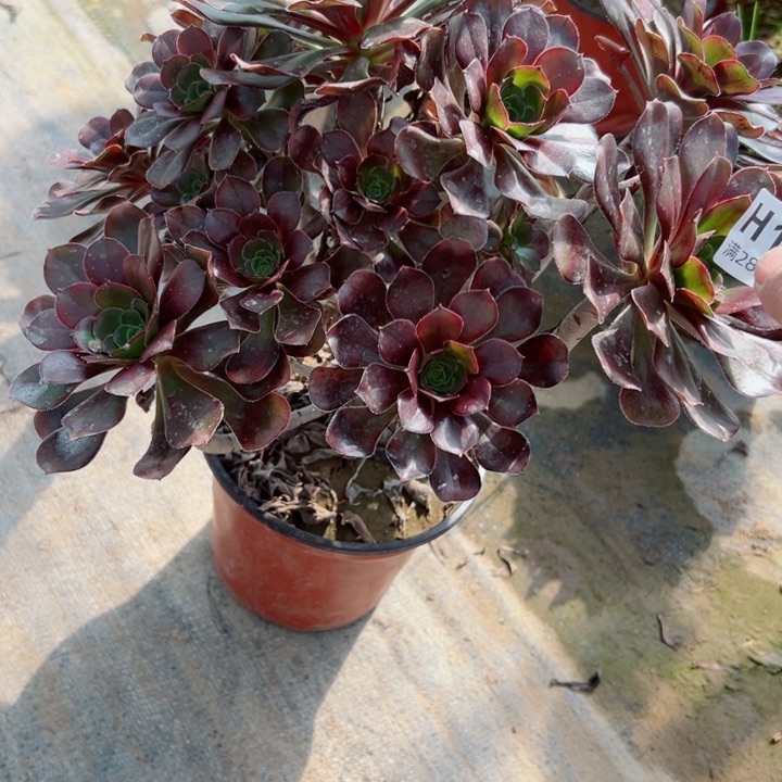 129灰圆叶多肉植物的