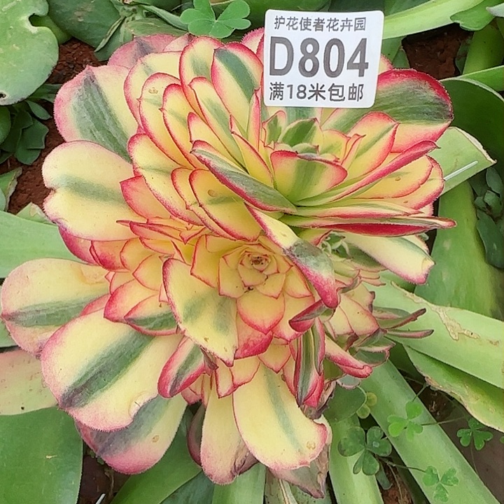 多肉法师海神捧花