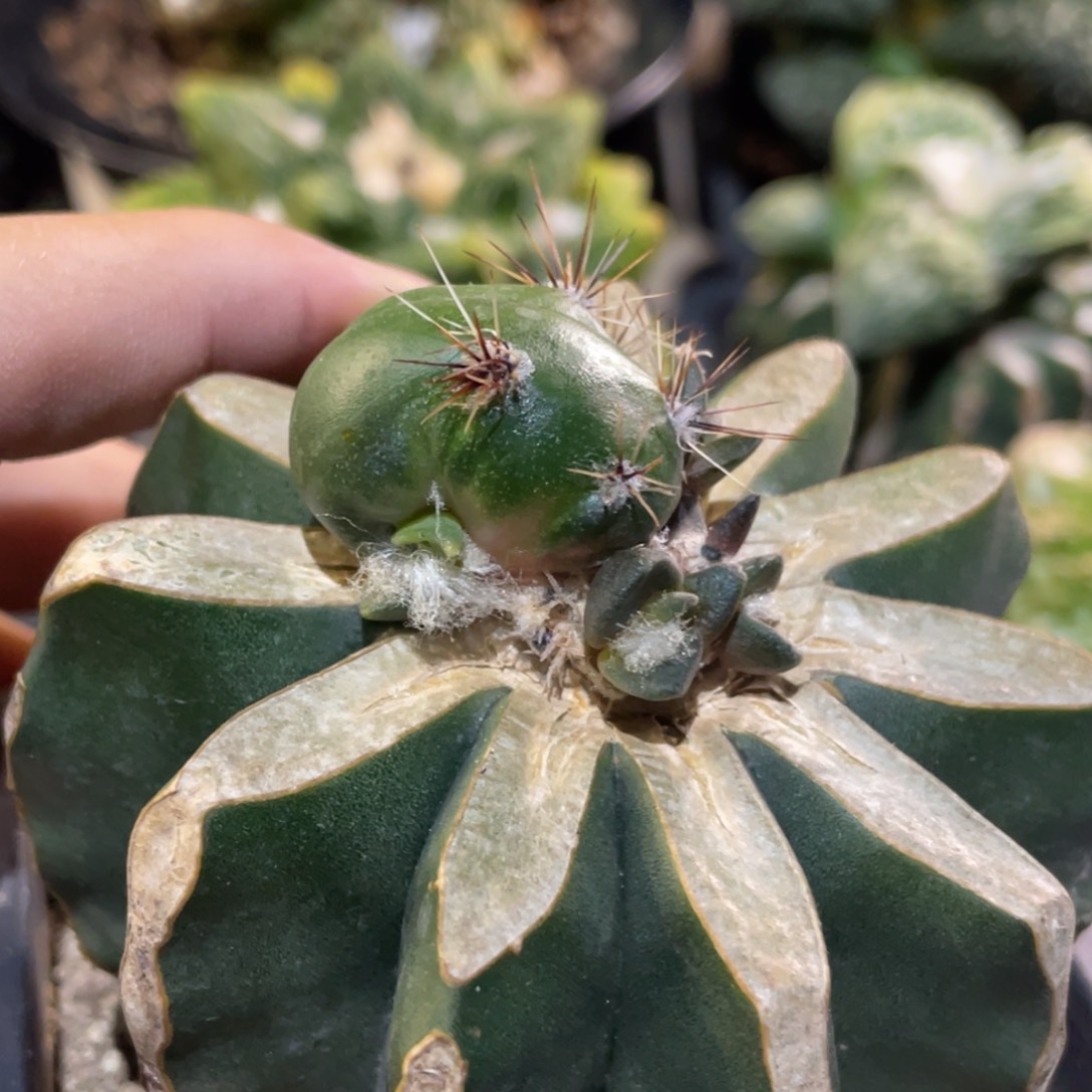 无花朵嵌合体牡丹 仙人球