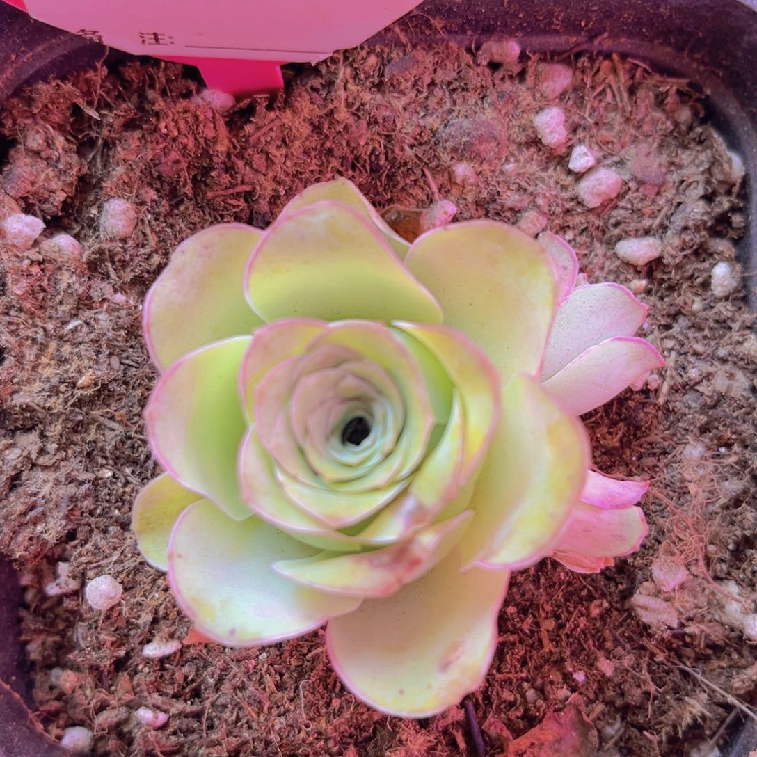 387花朵脸两个侧芽