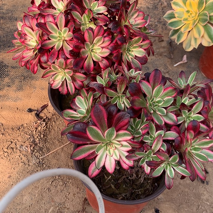 多肉植物丽娜913