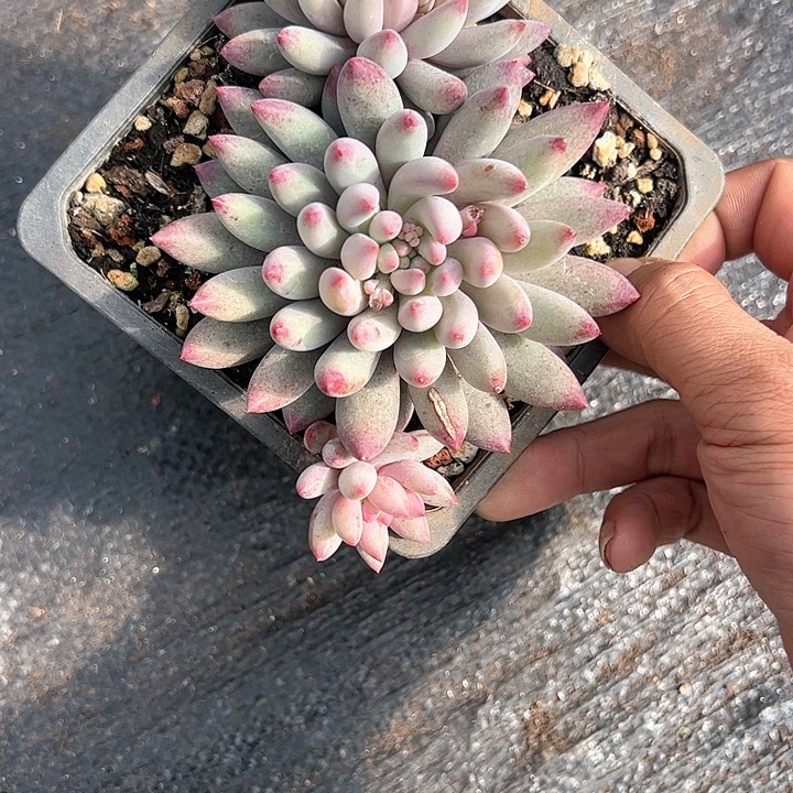 【闪购商品】流沙虞美人