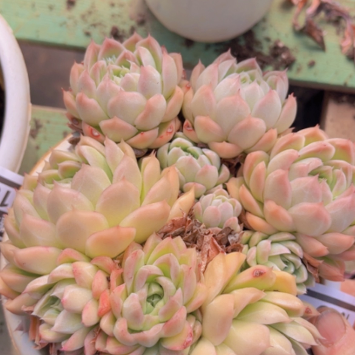 【闪购商品】玲珑珍妮1019