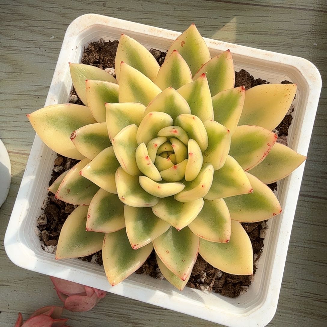 阿斯娜锦多肉锦多肉