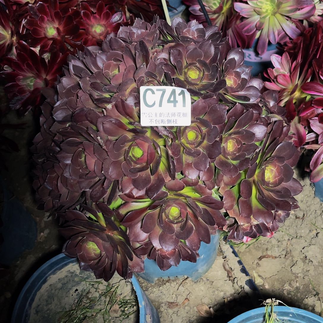 法师法师13-37包邮法师