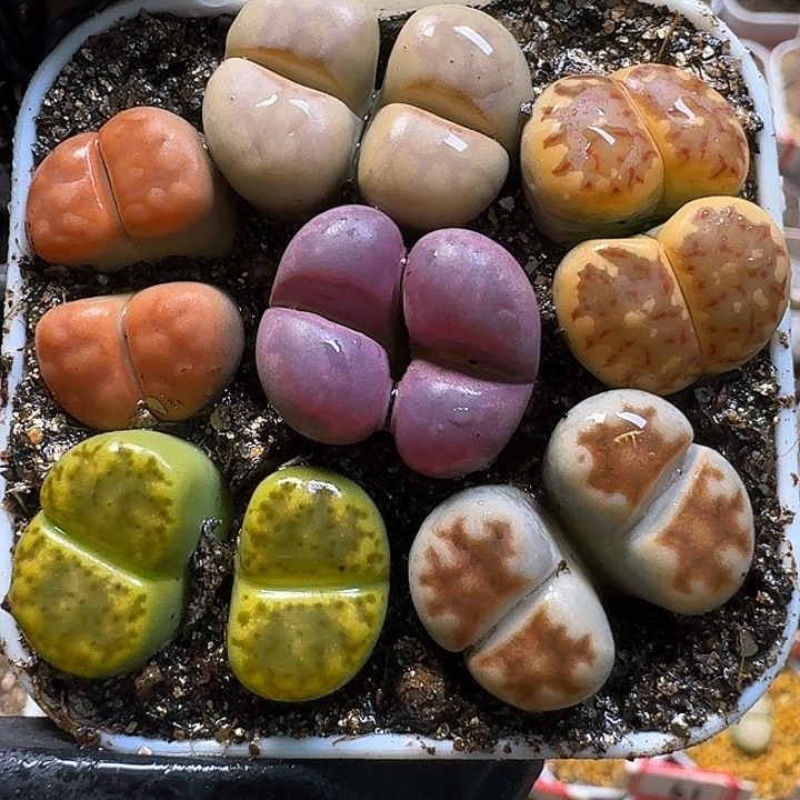 生石花1111111。   209